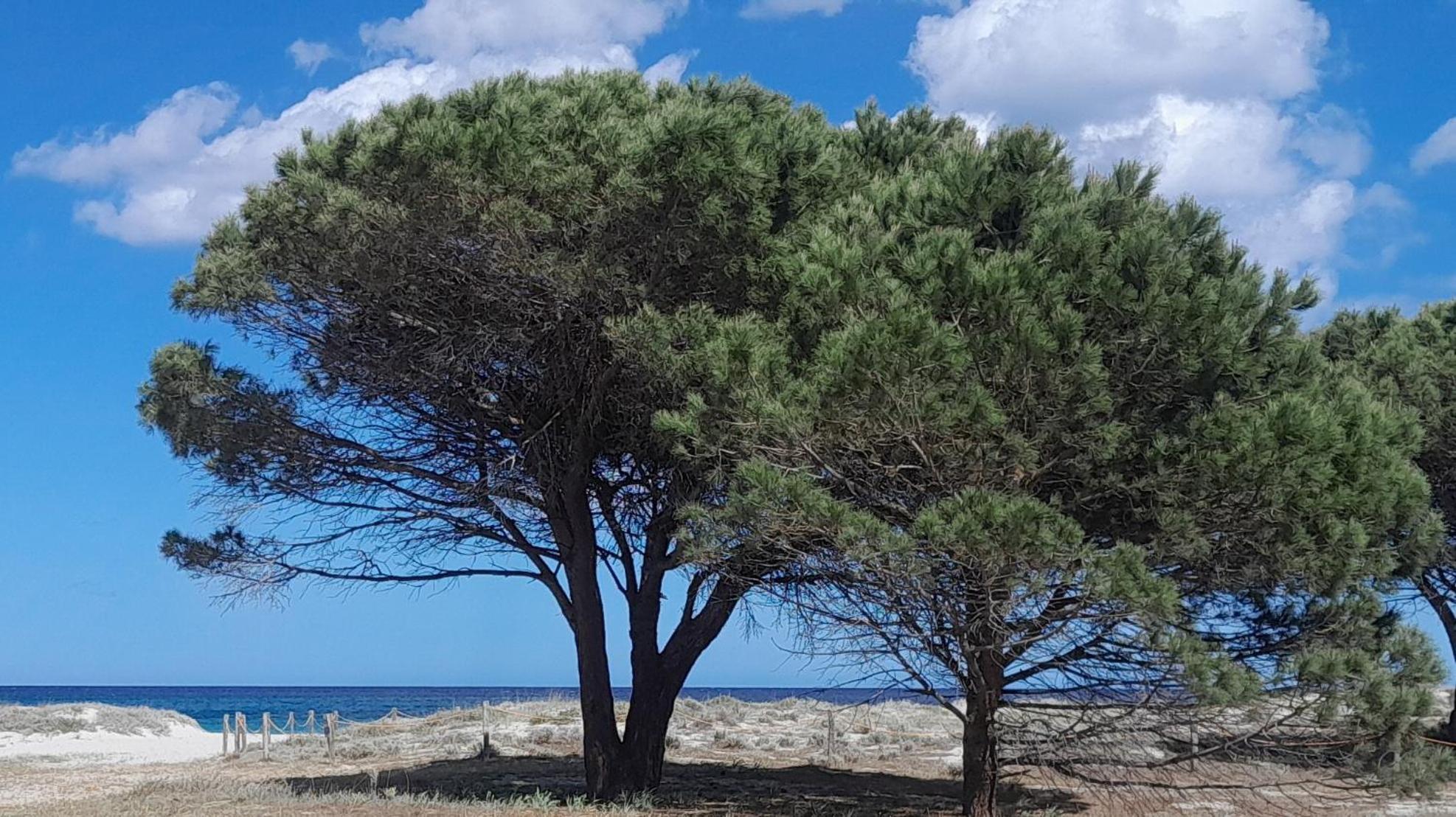Resort Abbaia Ba Budoni Exteriör bild