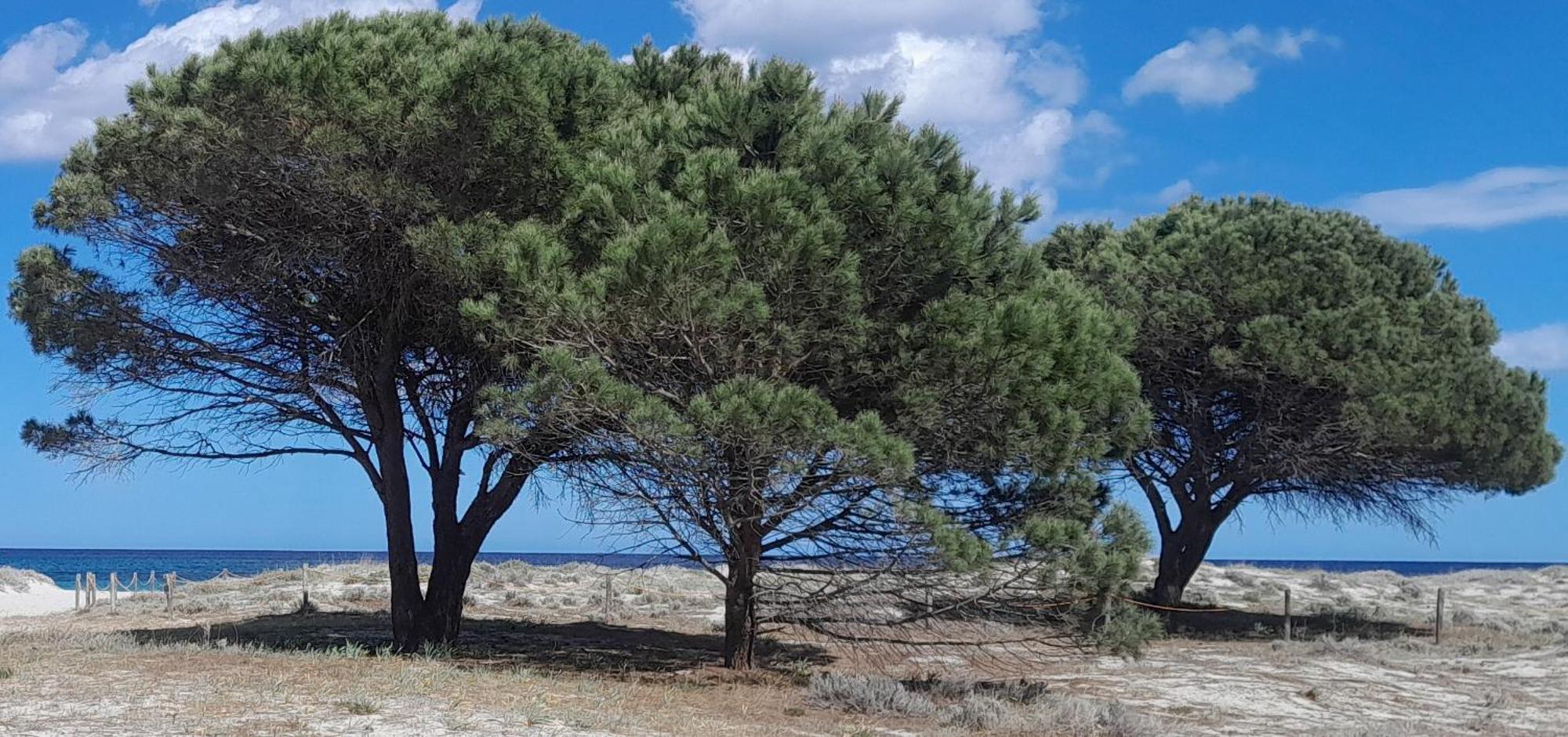 Resort Abbaia Ba Budoni Exteriör bild